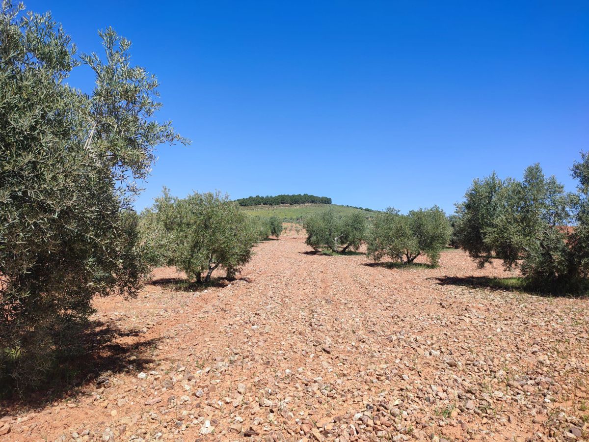 Finca Rústica en Valdepeñas, Carretera Torre Nueva