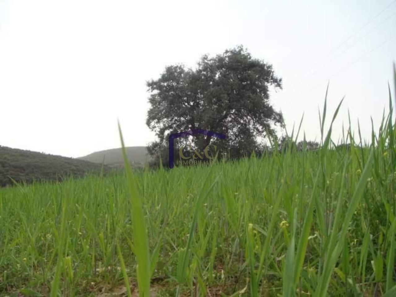 venta de finca rústica en Torrenueva, Torrenueva
