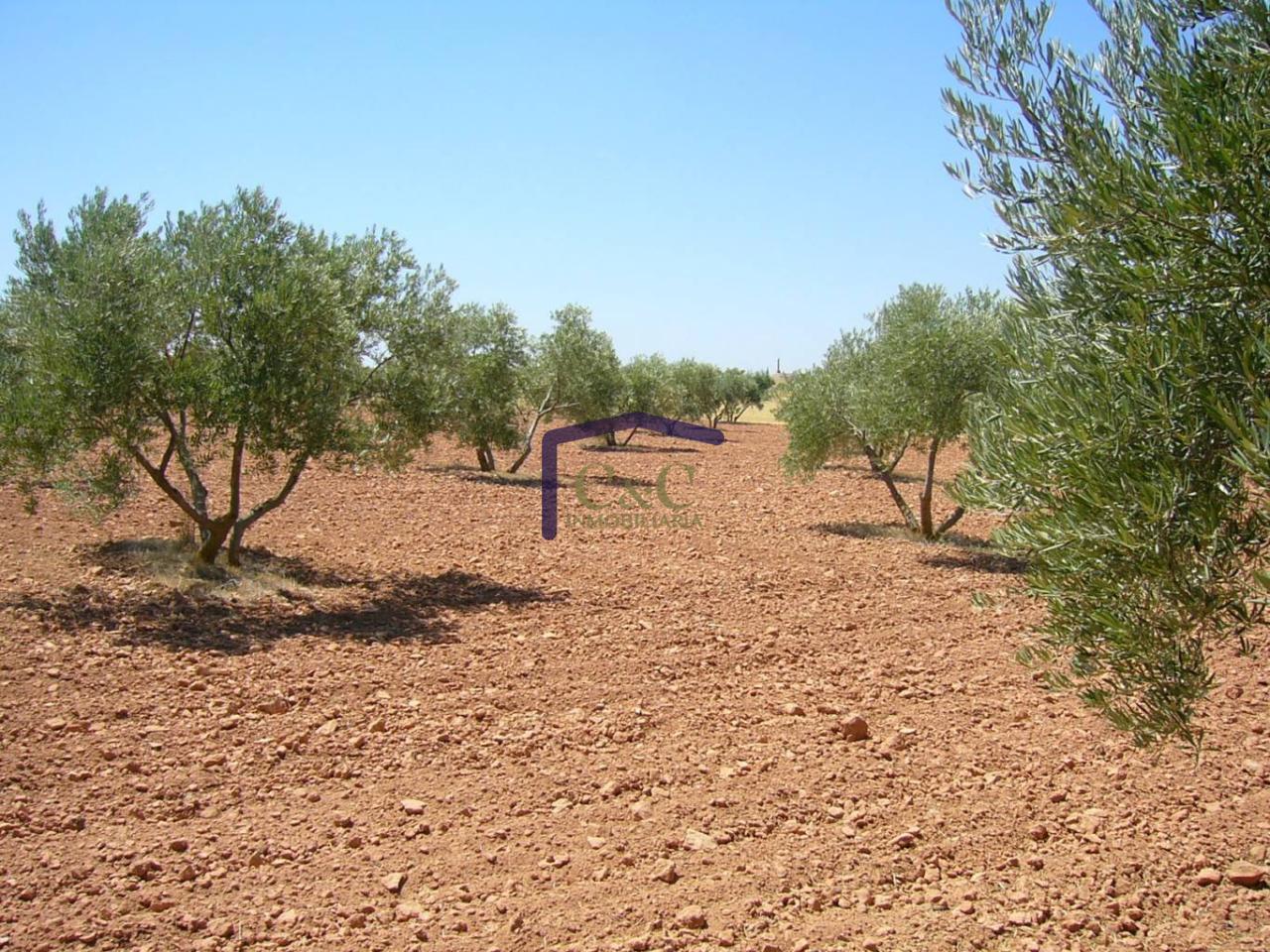 venta de finca rústica en Manzanares, Carretera de argamasilla