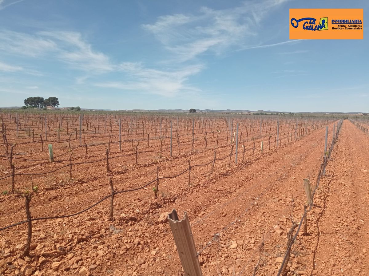 Finca Rústica en Valdepeñas, Carretera Santa Cruz
