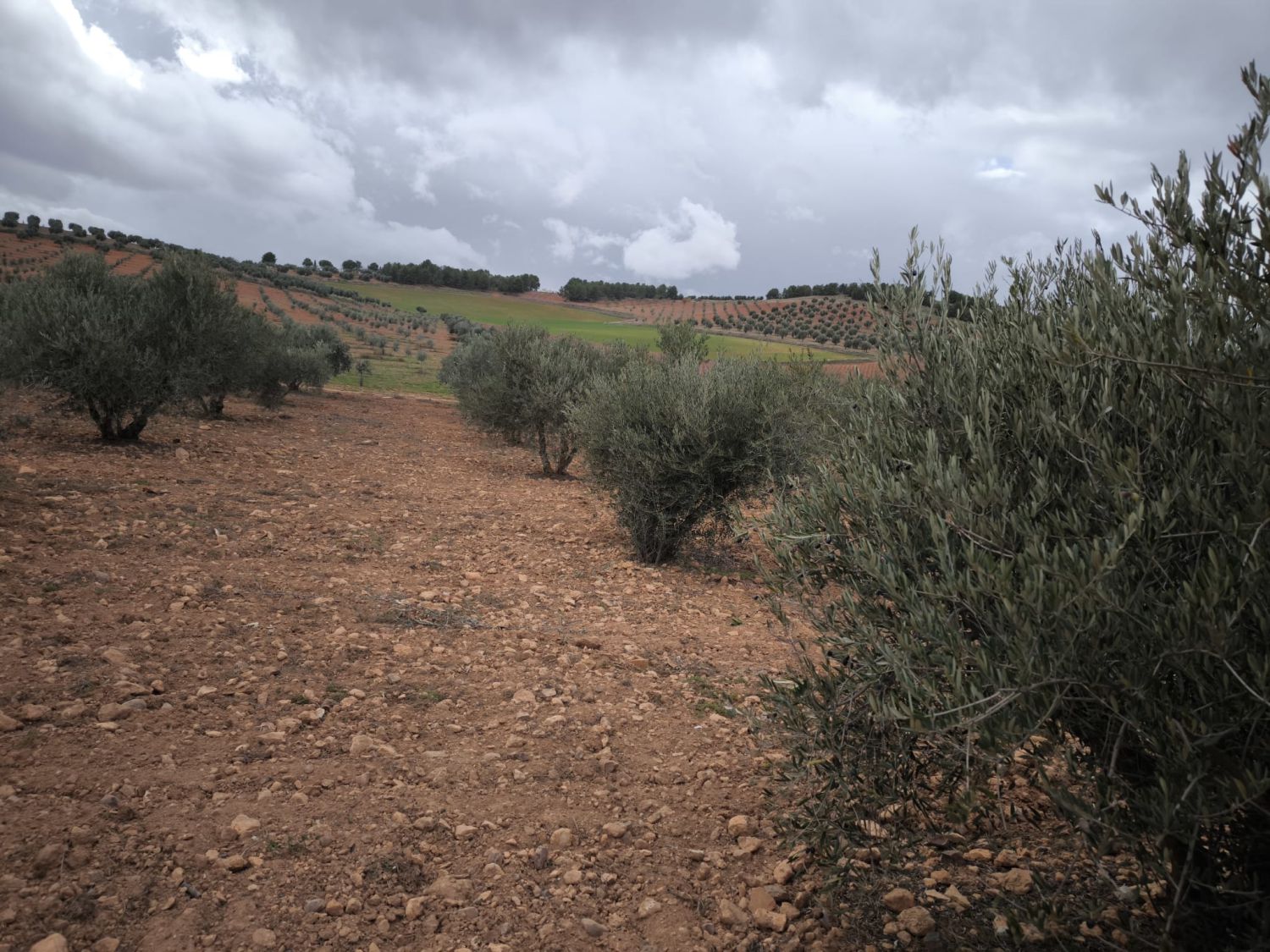 Finca Rústica en Valdepeñas, Carretera de Cozar