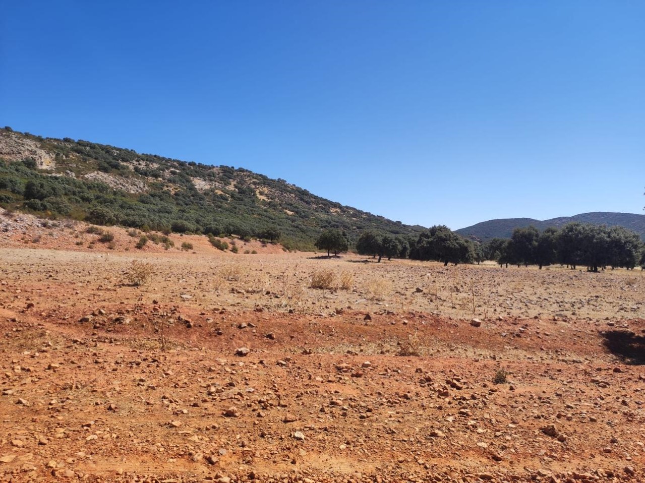 EXCELENTE FINCA DE CAZA BIEN COMUNICADA EN PROXIMIDAD ALMODOVAR