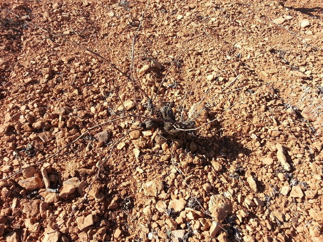 Finca Rústica en Valdepeñas, Carretera Infantes