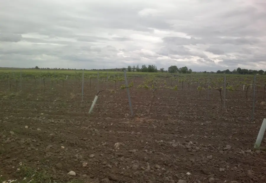 Se vende finca de viñedo en termino de socuellamos con derechos de riego en toda la finca en Socuéllamos