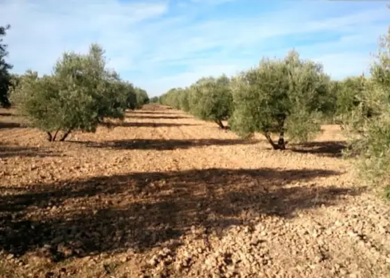 Parcela en paraje de los miradores en Campo de Criptana