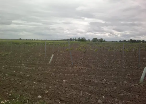 Se vende finca de viñedo en termino de socuellamos con derechos de riego en toda la finca en Socuéllamos