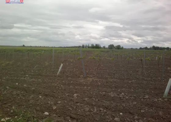 venta de viña emparrada de 11h de macabeo, agua 20.000m3 año en Tomelloso